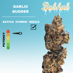 EX GARLIC BUDDER STICKER