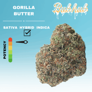 EX GORILLA BUTTER STICKER