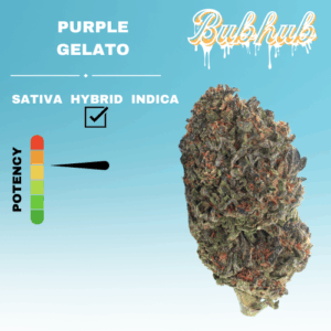 HQ PURPLE GELATO STICKER