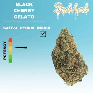 REGULAR BLACK CHERRY GELATO STICKER