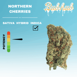 REGULAR NORTHERN CHERRIES STICKER