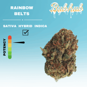 HQ RAINBOW BELTS STICKER