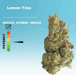 REGULAR LEMON TREE STICKER