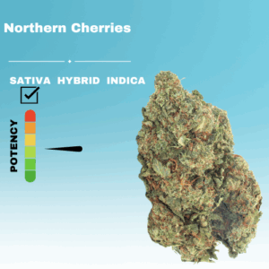 REGULAR NORTHERN CHERRIES STICKER