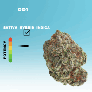 HQ GG4 STICKER
