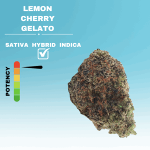 EX LEMON CHERRY GELATO STICKER