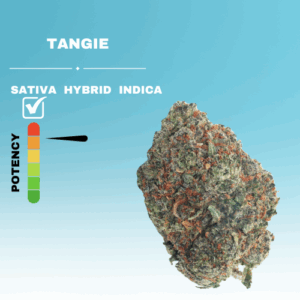 EX TANGIE STICKER