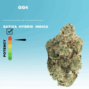 EX GG4 STICKER